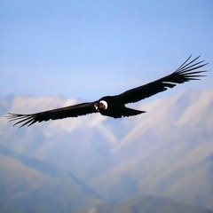 Condor