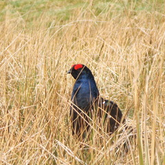 PS BlackGrouse 5.40am 13.04.15 MP3VersionForSoundcloud
