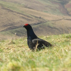 PS BlackGrouse Short NiceInteraction