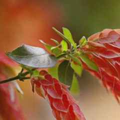 الثوره  في نور القرآن