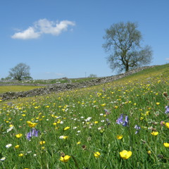 Meadows