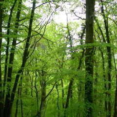 Aschella - Unity (Free Download)