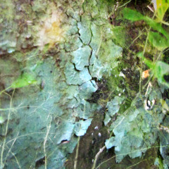 Threshold  ( Feat Earthbound Charlie )