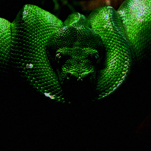 Слушать про змей. Зеленый змий. Царство зеленого змея. Зелёный змий группа. 2025 Китайская зеленая змея.