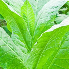 Con mi Tabaco . Alonso del Rio