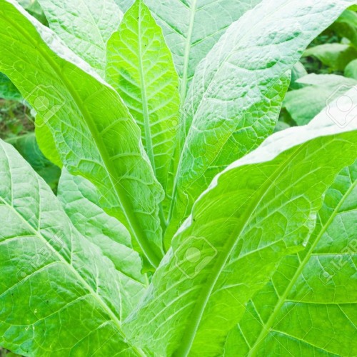 Con mi Tabaco . Alonso del Rio