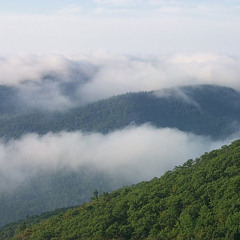 Adirondack Quintet i: Morning in the Forest