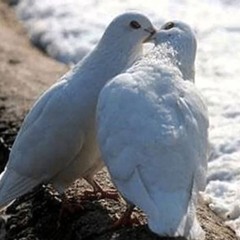 Sống cho người yêu (Thành Tâm - Phi Nguyễn)