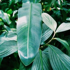 The Growlers - Monotonia