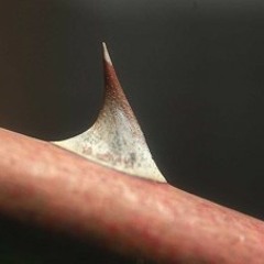 Thorn In The Flesh