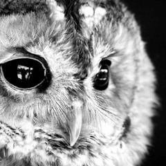 NORWEGIAN WOOD - Jemima Mondares