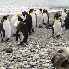 Penguin Shake