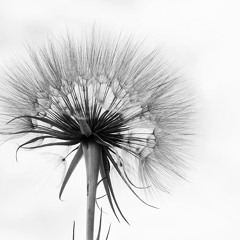 Transition