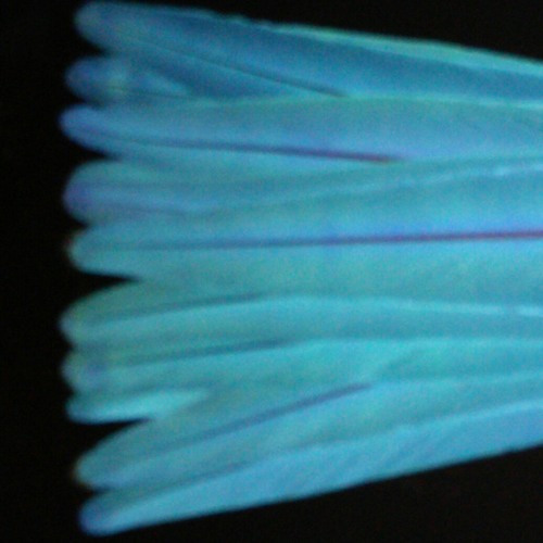 lionAl bLie jammN like olD tyMs at Harvey rez..4-6-15