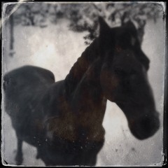 Polyphaune #16 : Ponyphaune