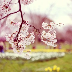 [ Pop / Guitar Beat ] - Spring