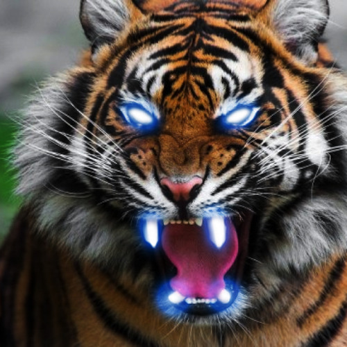 Listen to Bengal Tiger Roar Sound for Anyone Looking to Earn Their