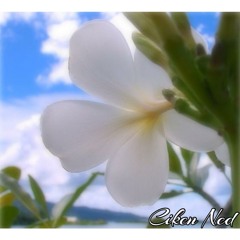 papa saok by ciken ned