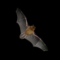 Bat Echo Location - Flying Near Balcony 192 - 48Khz