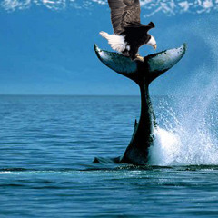 A Long Distance From The Flaming Top