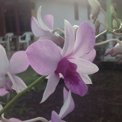 SID - Saint of My Life (Kriesna ft Otniel cover)