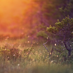 ขัดใจ COLORPiTCH Cover By Jainoon