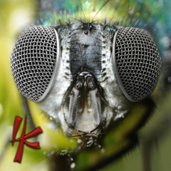 Interview with a Housefly
