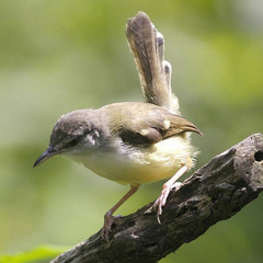 suara burung ciblek berkicau