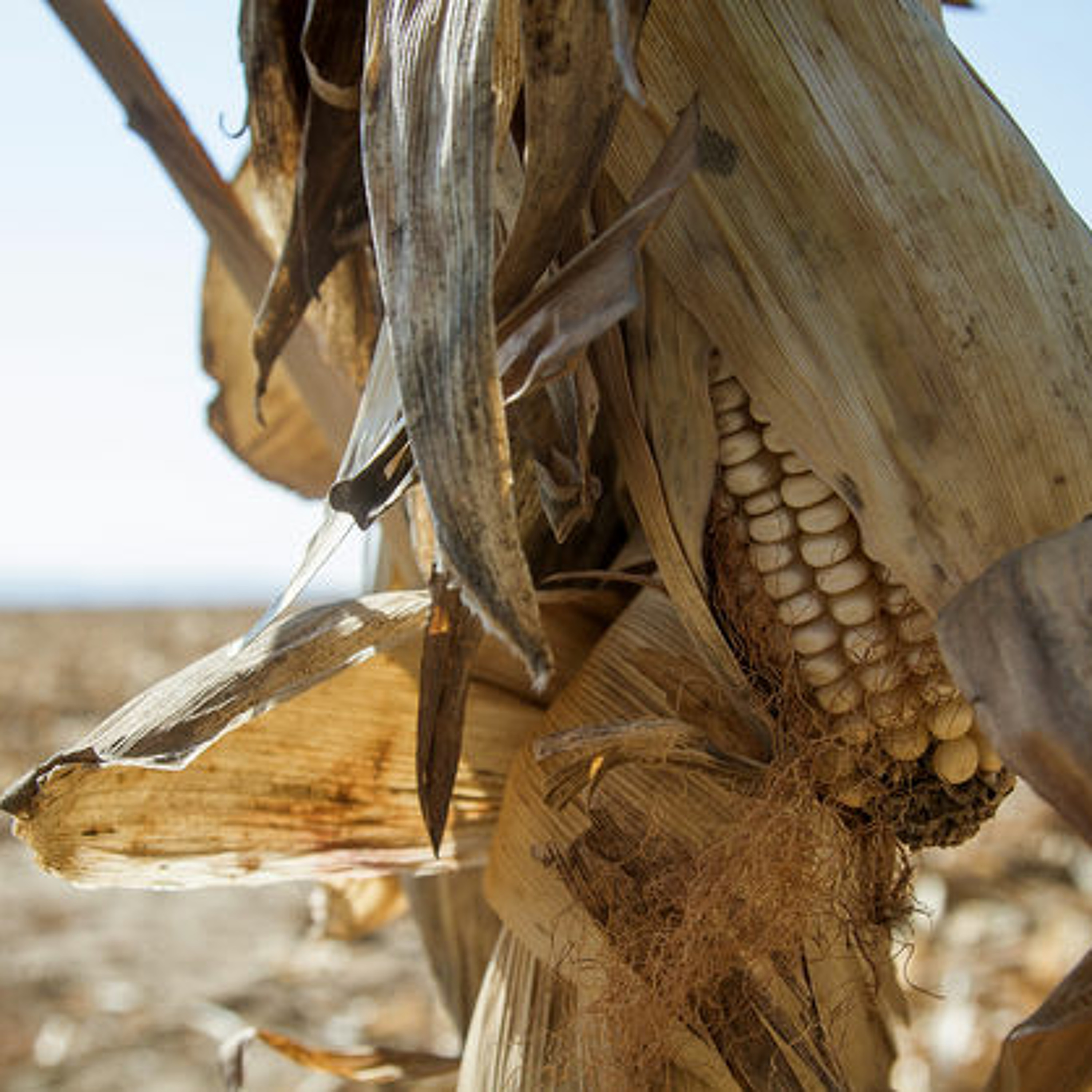 South Africa forced to import maize, worst drought since 1992 - Radio 2000 - 1 April 2015 episode artwork