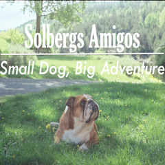 Small Dog, Big Adventure