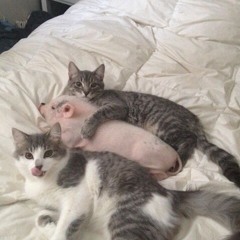 HamSlap Chilled Mix - Spring001