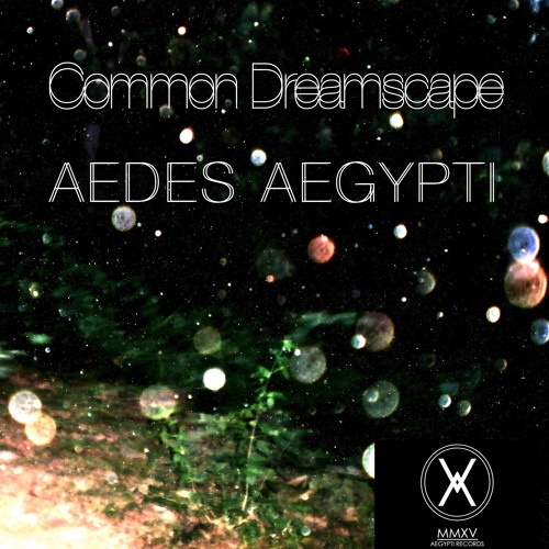 Common Dreamscape - Aedes Aegypti