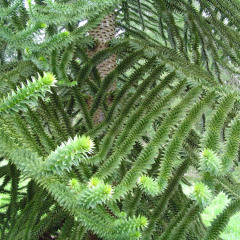 Araucaria Araucana