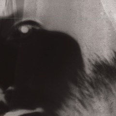 Golden Oblivion(King Hyena's Belgian Blue mix)