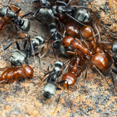 Red Ants vs. Black Ants by Bryan Hudson