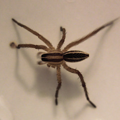 The Silence Is So Loud