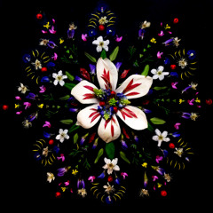 The Honeybee And The Butterfly