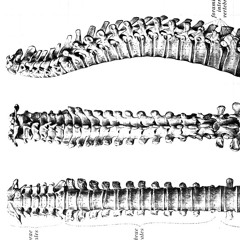 vertebrata for solo violin