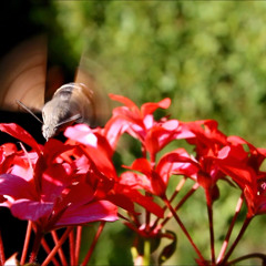 Guillaume Dubigny - Nectar Et Nectarine