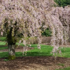 Saving All My Love for You (Whitney Houston cover) at Free Bunny