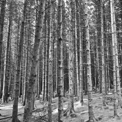 A Forest (The Cure cover)