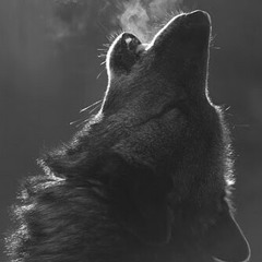 Wolves howling