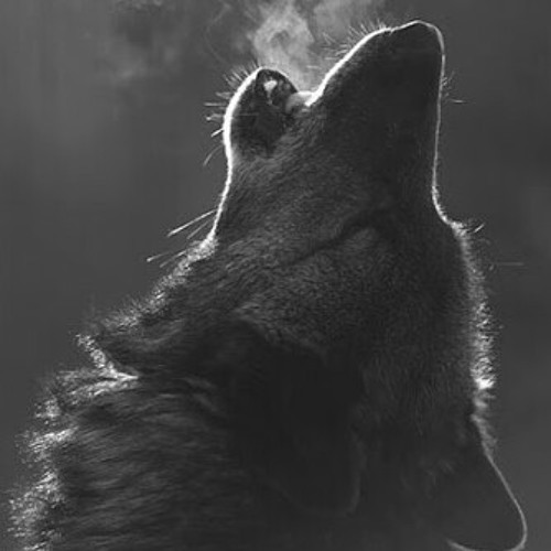 Wolves howling