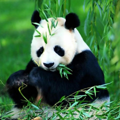 PANDA1