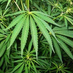 -- FUMEI FUMEI DEPOIS DANCEI [PROD. DJ IB ]