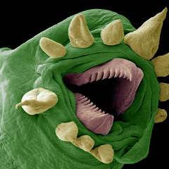 TressFebSlven7 - Green Worm