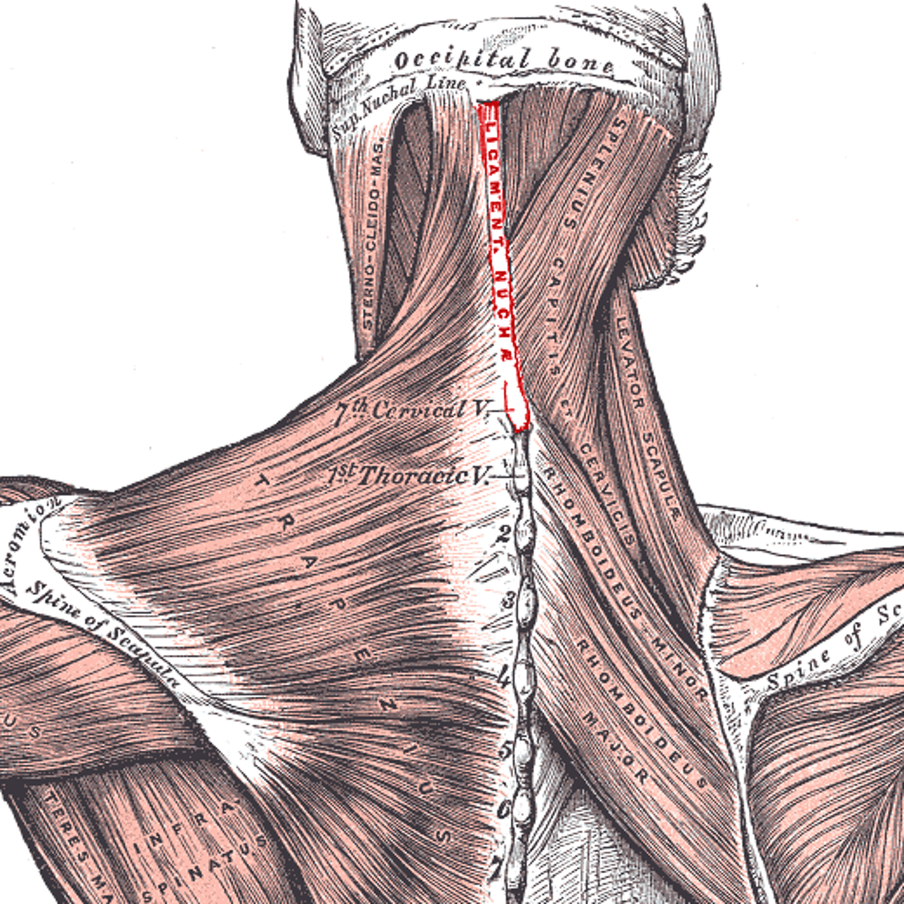 Ligament episode artwork