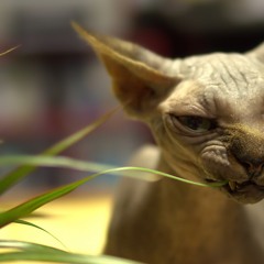 Delirium Und Exitus Set. Monopedal Kratzbaum - Technik.