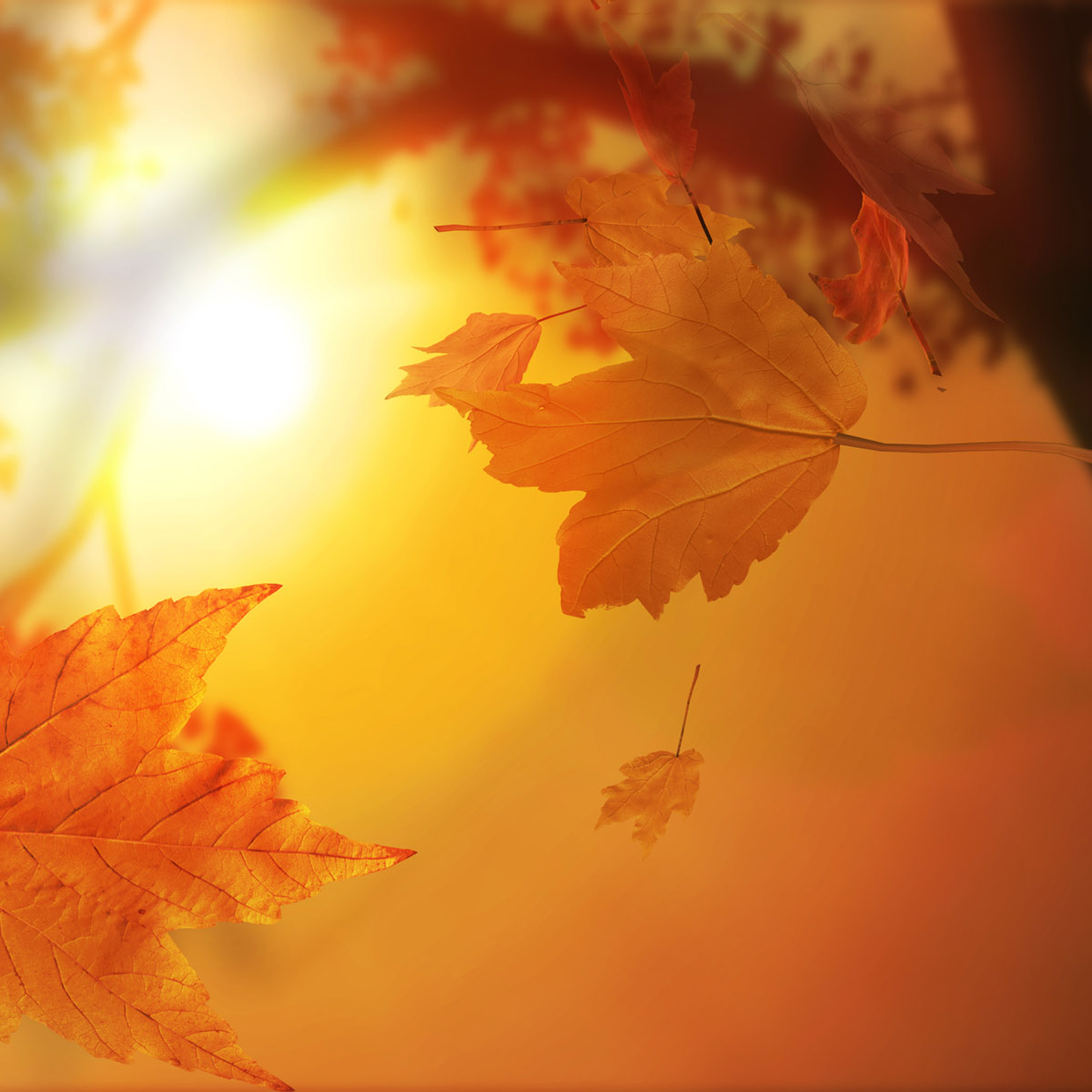 Real Autumn episode artwork