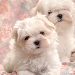 Xi-lium 第4回ゲストDJ公募